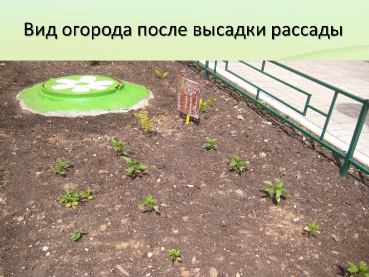 Презентация по экологическому воспитанию на тему "Наш огород"