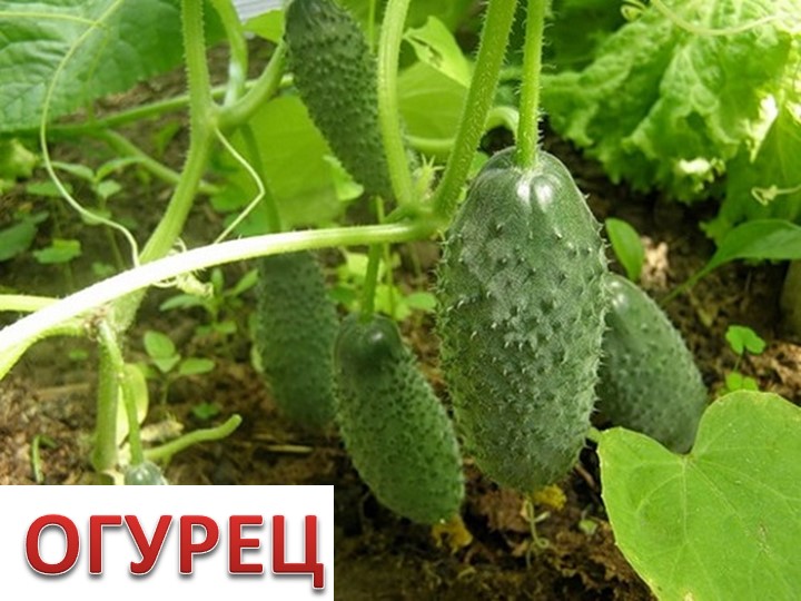 Презентация по окружающему миру
