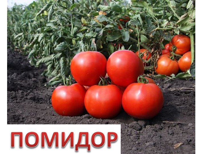 Презентация по окружающему миру