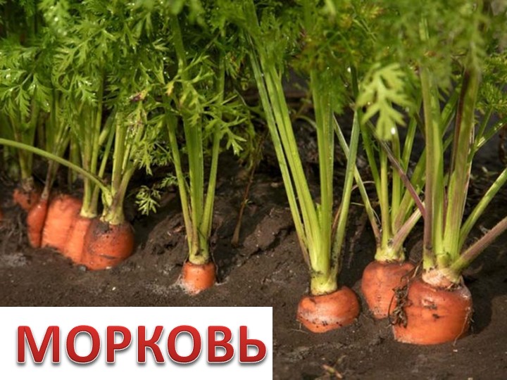 Презентация по окружающему миру