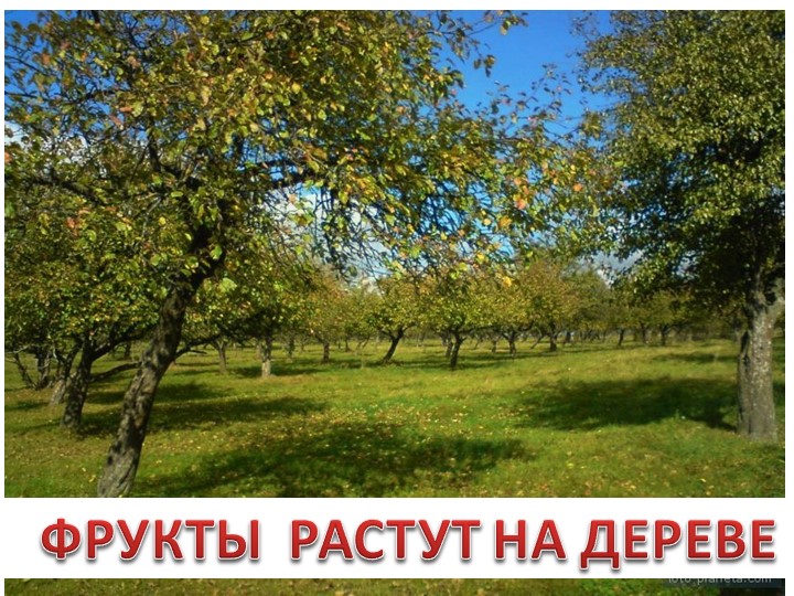 Презентация по окружающему миру