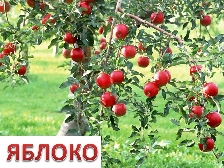 Презентация по окружающему миру