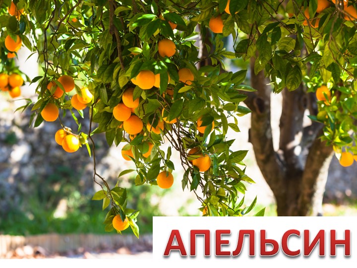 Презентация по окружающему миру