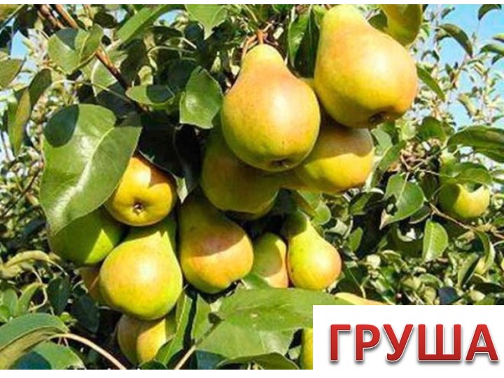 Презентация по окружающему миру