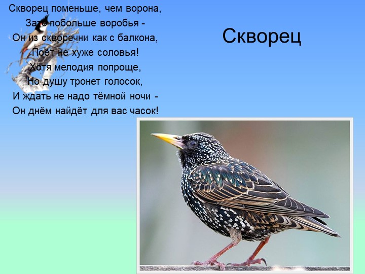 Презентация на тему : Перелётные птицы
