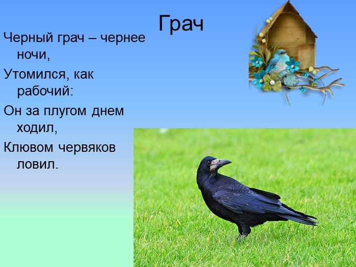 Презентация на тему : Перелётные птицы