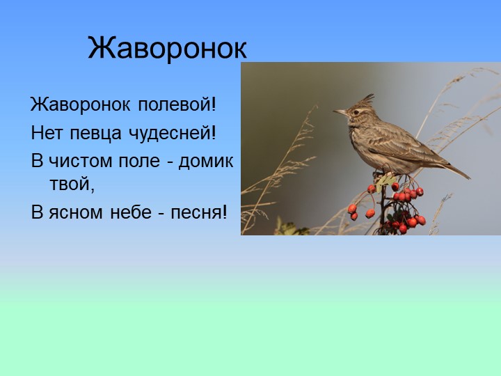 Презентация на тему : Перелётные птицы