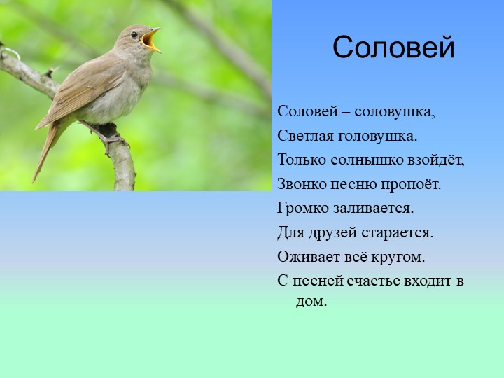 Презентация на тему : Перелётные птицы