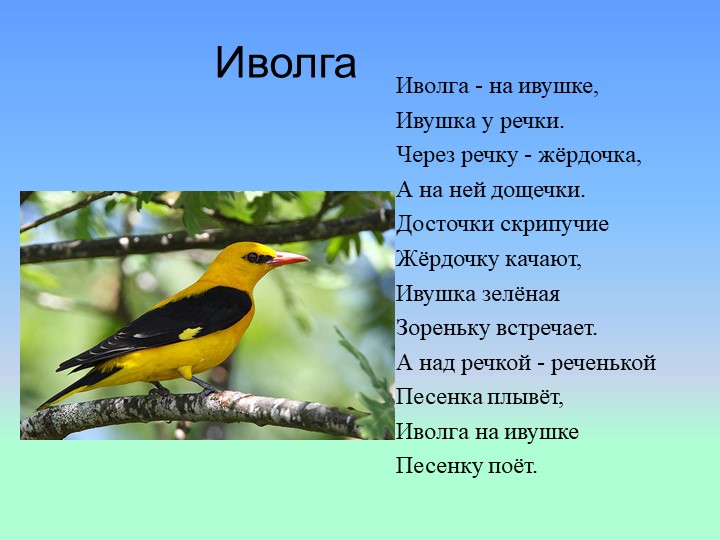 Презентация на тему : Перелётные птицы
