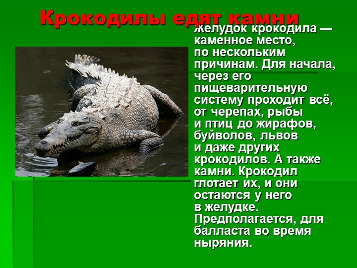 Презентация на тему : Интересные факты о животных.