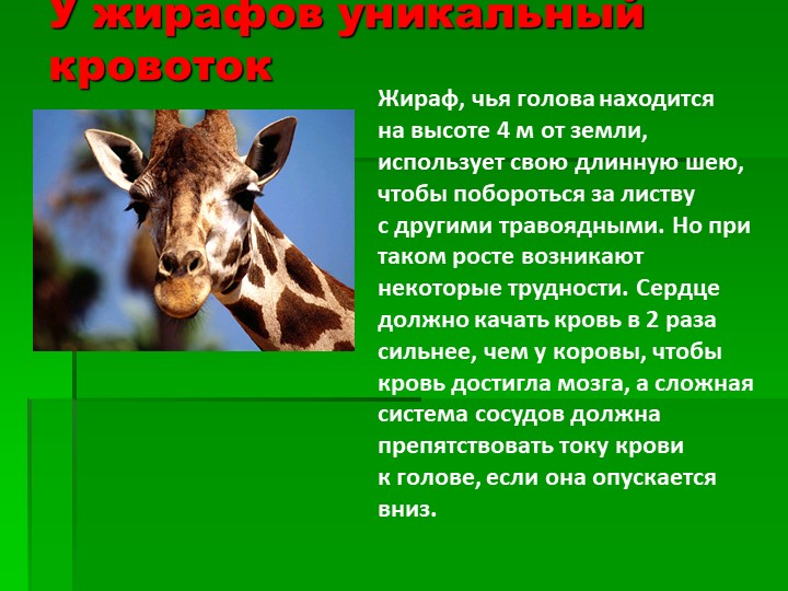 Презентация на тему : Интересные факты о животных.
