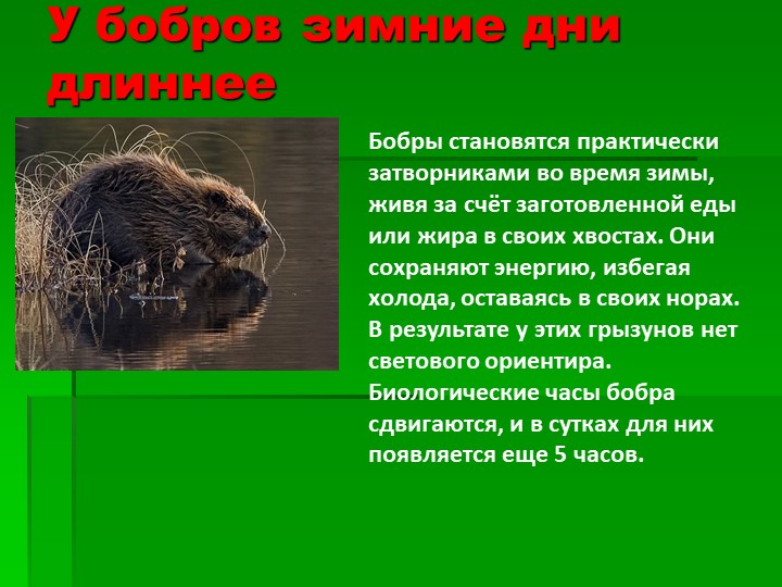 Презентация на тему : Интересные факты о животных.