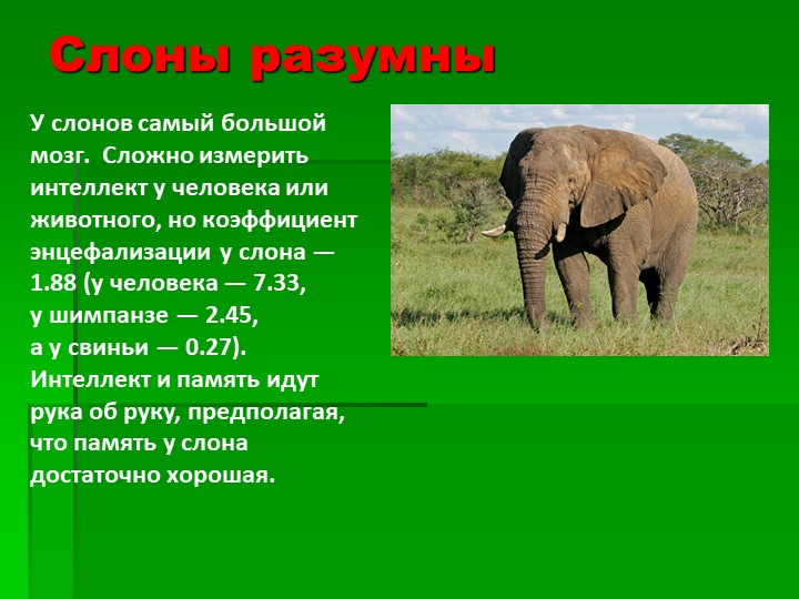 Презентация на тему : Интересные факты о животных.