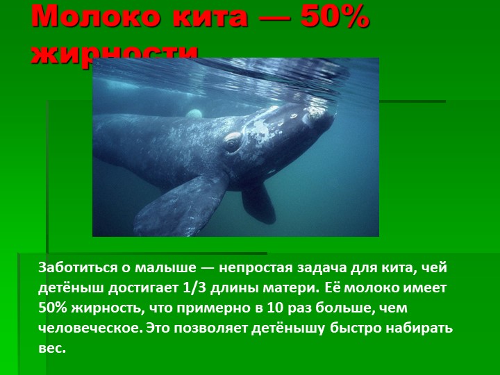 Презентация на тему : Интересные факты о животных.