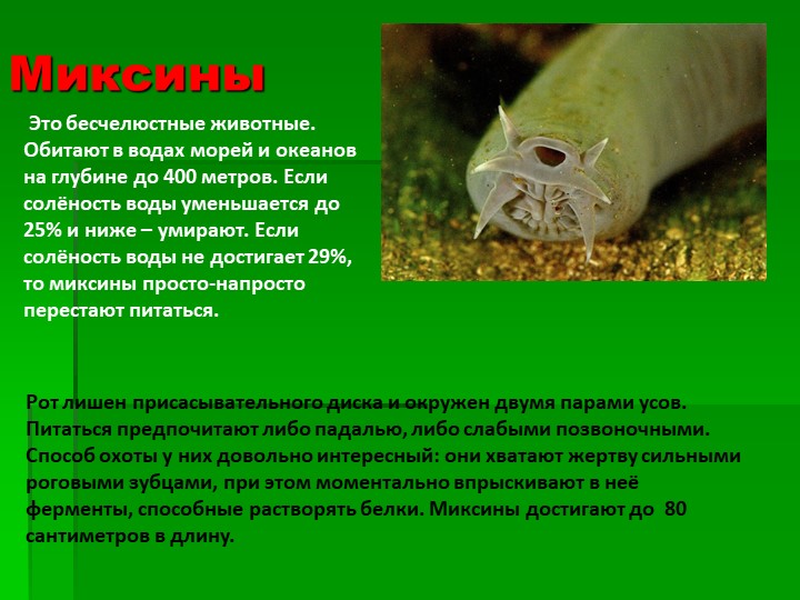 Презентация на тему : Интересные факты о животных.