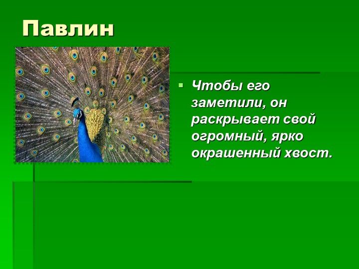 Презентация на тему : Интересные факты о животных.