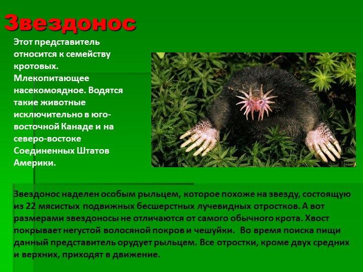 Презентация на тему : Интересные факты о животных.