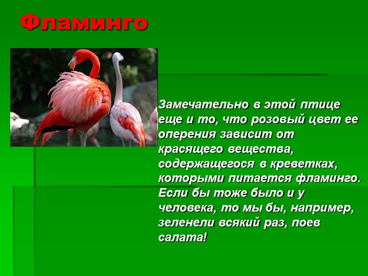 Презентация на тему : Интересные факты о животных.