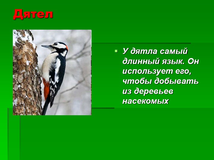 Презентация на тему : Интересные факты о животных.
