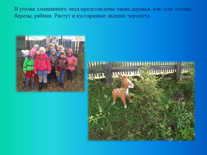 Презентация по экологическому воспитанию "Экологическая тропа"