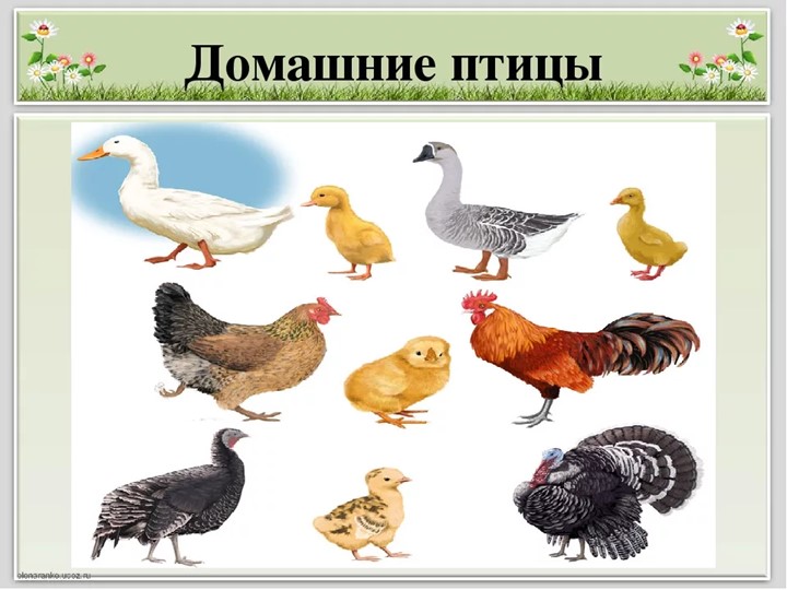 Презентация по образовательной деятельности в старшей группе "Домашние животные"