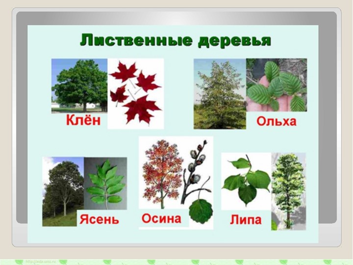 Презентация по ознакомлению с родным краем"Природа Урала"