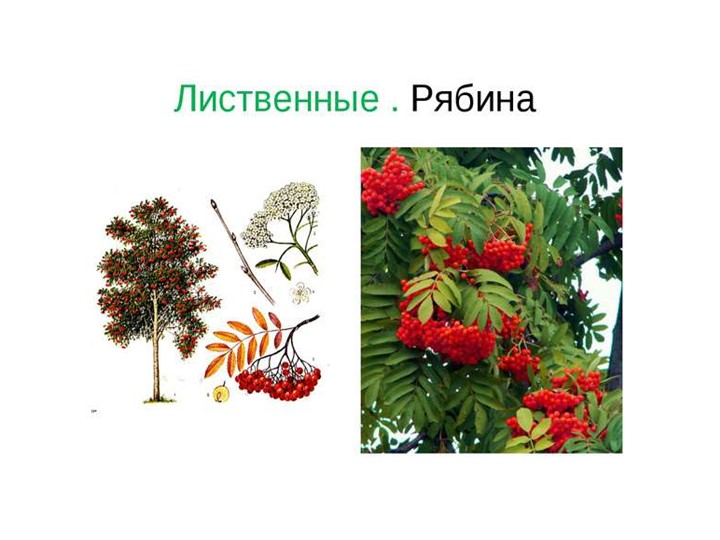 Презентация по ознакомлению с родным краем"Природа Урала"