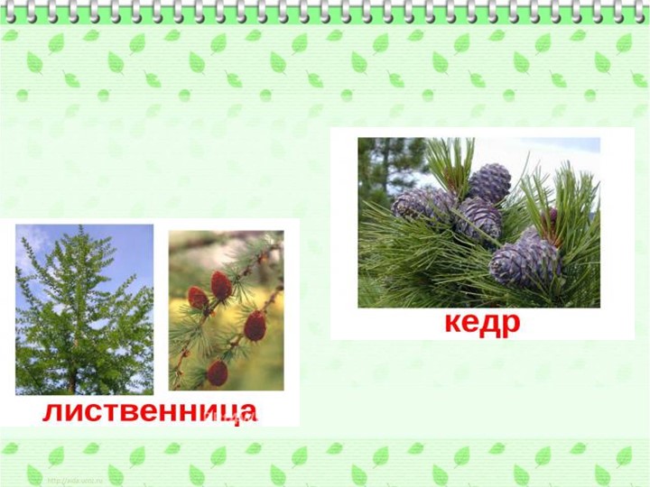 Презентация по ознакомлению с родным краем"Природа Урала"