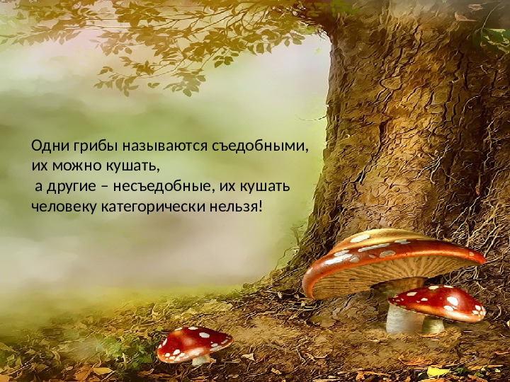 Презентация по лексической теме " В лес за грибами" средняя группа