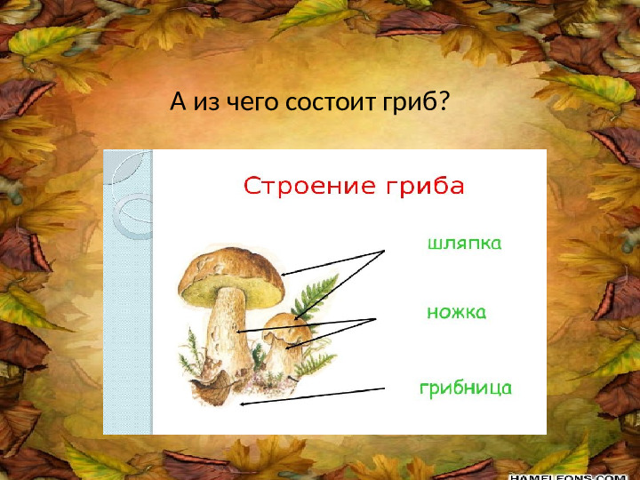 Презентация по лексической теме " В лес за грибами" средняя группа