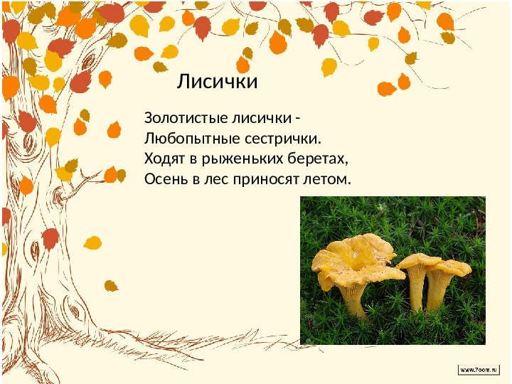 Презентация по лексической теме " В лес за грибами" средняя группа