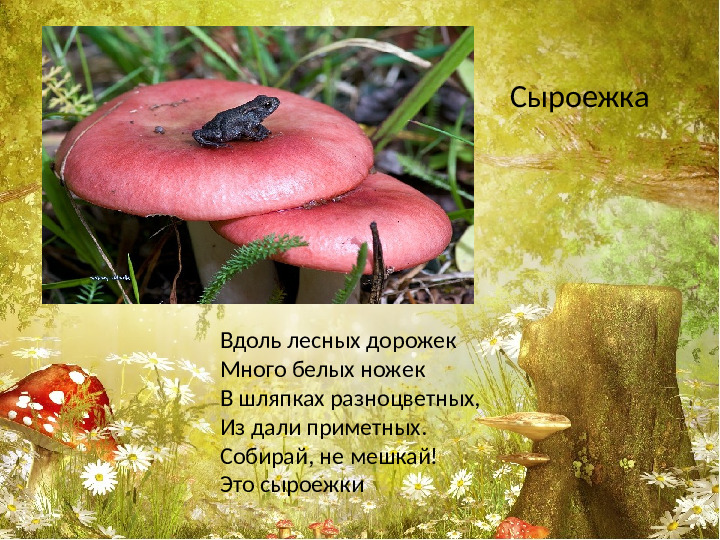 Презентация по лексической теме " В лес за грибами" средняя группа