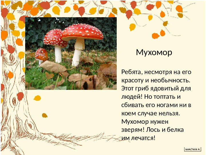 Презентация по лексической теме " В лес за грибами" средняя группа