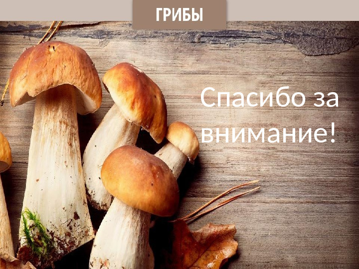 Презентация по лексической теме " В лес за грибами" средняя группа