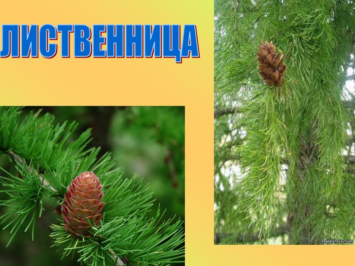 Презентация к занятию в старшей группе "Животные разных стран"