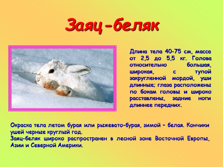 Презентация к занятию в старшей группе "Животные разных стран"
