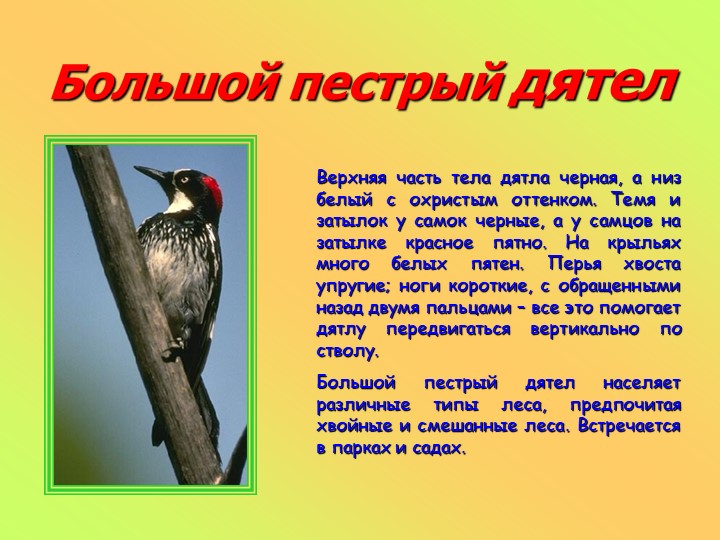 Презентация к занятию в старшей группе "Животные разных стран"