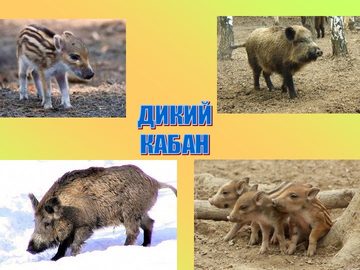 Презентация к занятию в старшей группе "Животные разных стран"