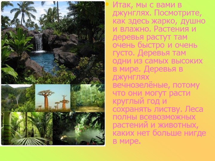 Презентация к занятию в старшей группе "Животные разных стран"