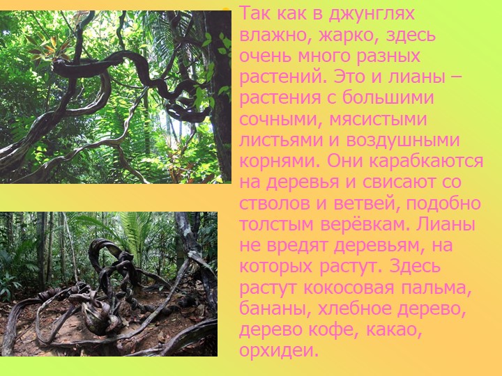 Презентация к занятию в старшей группе "Животные разных стран"