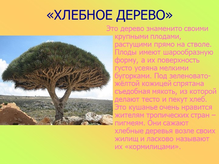 Презентация к занятию в старшей группе "Животные разных стран"