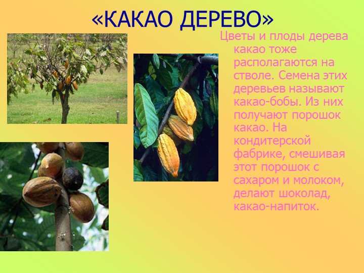 Шоколадное дерево фото и описание