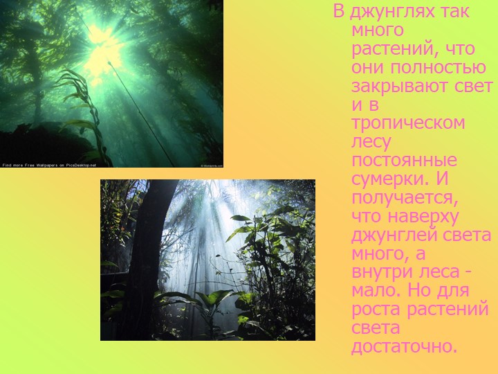 Презентация к занятию в старшей группе "Животные разных стран"