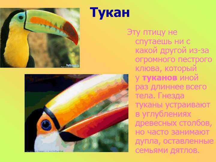 Презентация к занятию в старшей группе "Животные разных стран"
