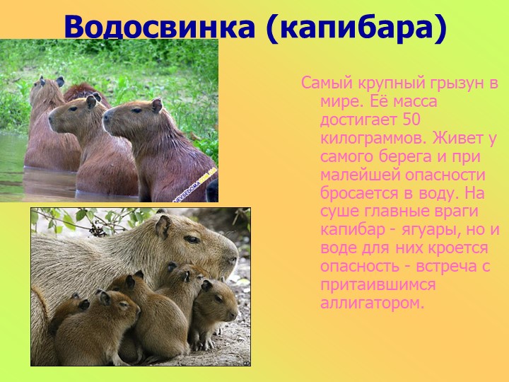 Презентация к занятию в старшей группе "Животные разных стран"