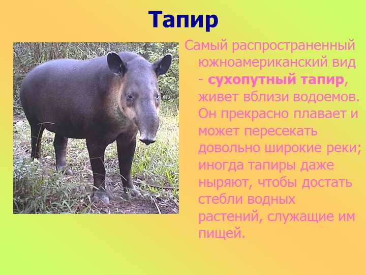 Презентация к занятию в старшей группе "Животные разных стран"