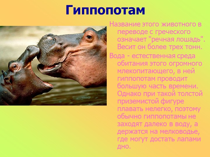 Презентация к занятию в старшей группе "Животные разных стран"