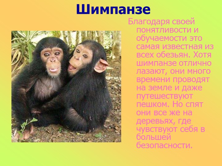 Презентация к занятию в старшей группе "Животные разных стран"