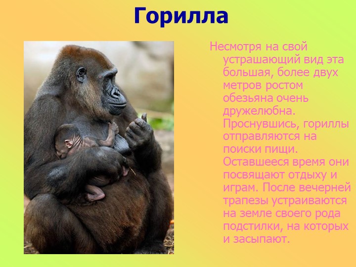 Презентация к занятию в старшей группе "Животные разных стран"