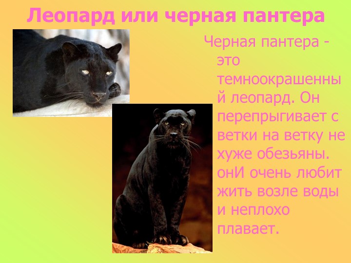 Презентация к занятию в старшей группе "Животные разных стран"